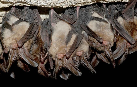 hibernating, Virginia, big, eared, bats, cave
