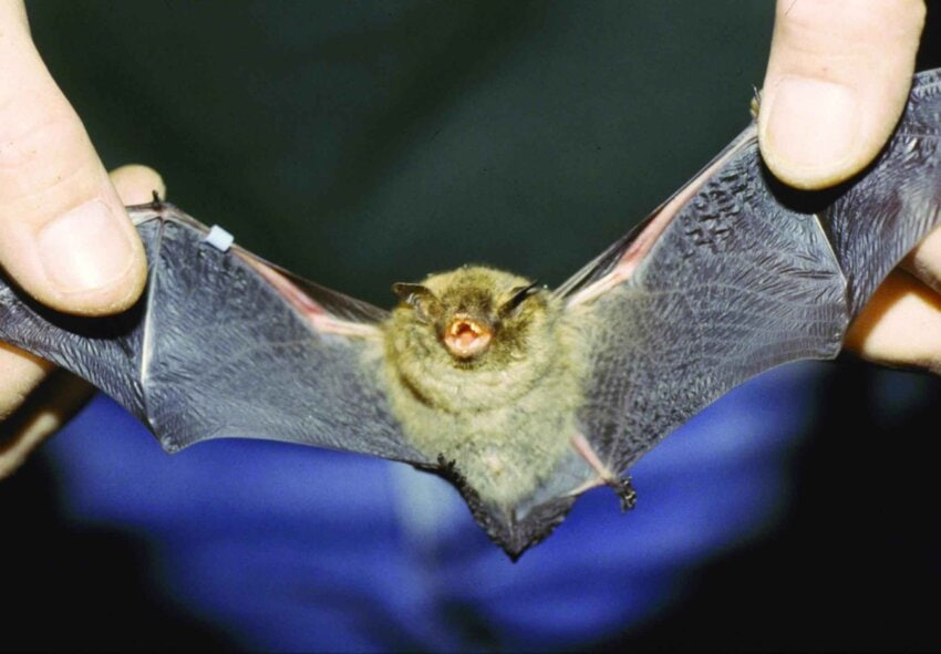 Indiana Bat Myotis Sodalis 850x591 