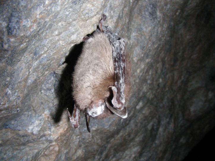 little, brown, bat, display, white, nose, syndrome, discovered, greeley, mine