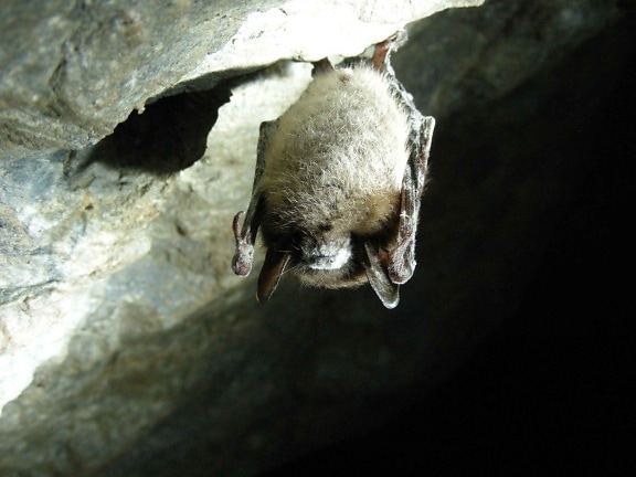 little, brown, bat, cave, myotis, lucifugus