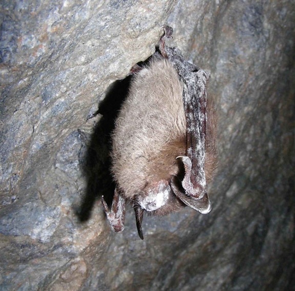 myotis, lucifugus, little, brown, bat