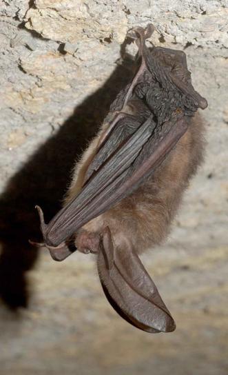 Virginia, store, eared, bat, corynorhinus townsendii