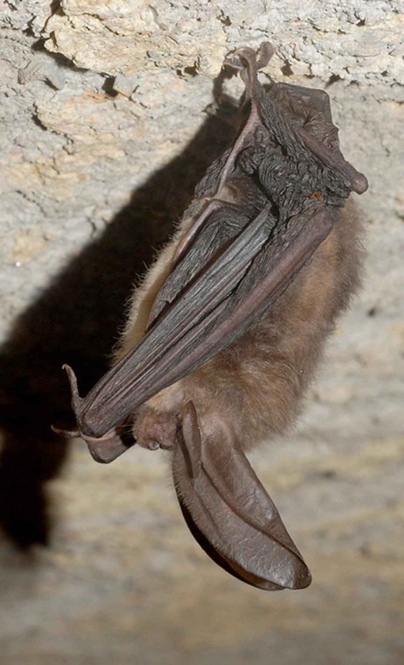 virginia, big, eared, bat, corynorhinus townsendii