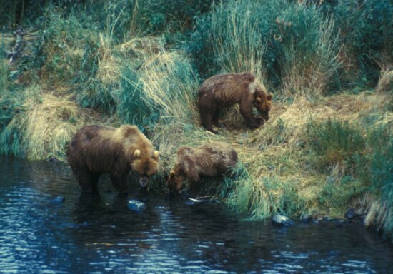 brown bear, sow, searches, food, two, yearlings