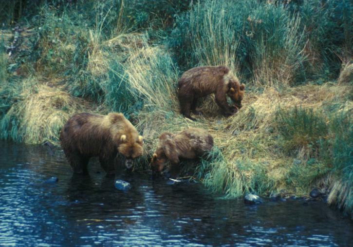 бурий ведмідь сіяти пошуків, продовольчої, два, yearlings