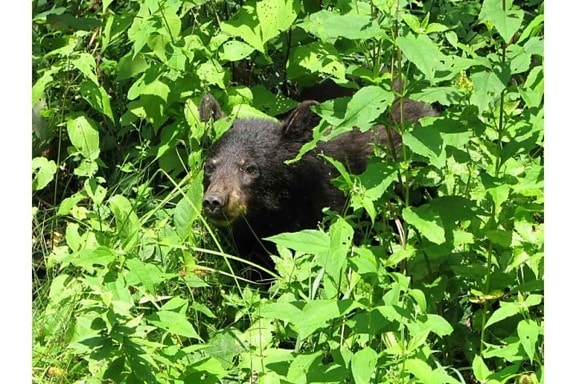 American, black bear, cub, grass, ursus Americanus