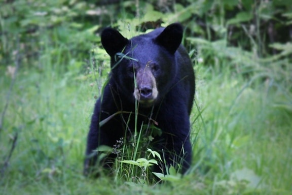 Americano, oso negro, Ursus americanus