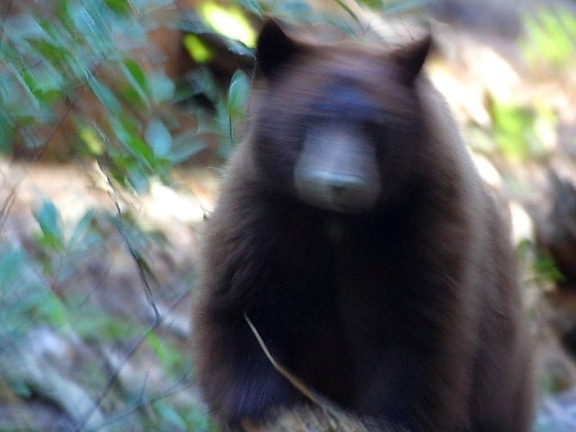 bear, attack, running