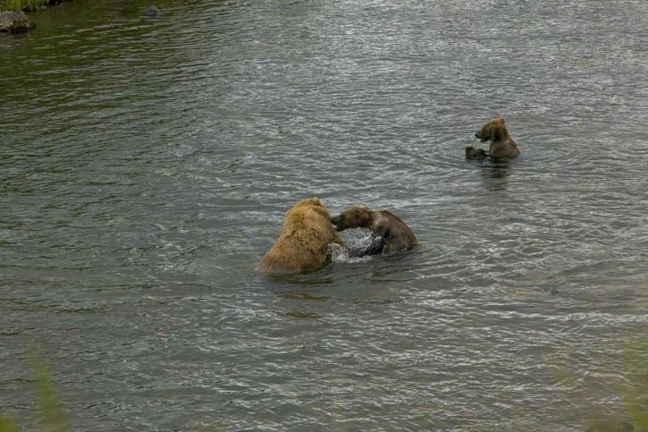 мечка, малките, майка, играят, река