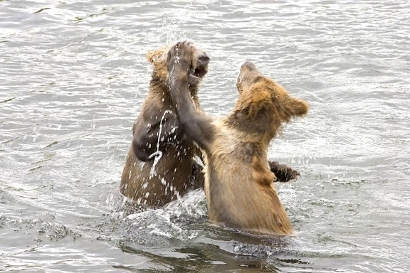 bear, cubs, play, water