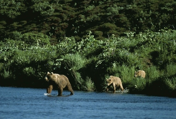 bear, sow, two, cubs, entering, river, ursus middendorffi