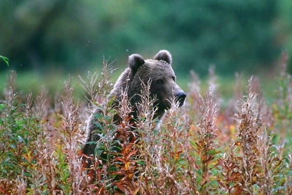 bear, standing, tall, grasses