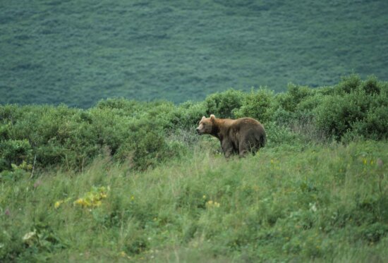 bear, standing, brush, hillside