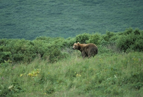 bear, standing, brush, hillside