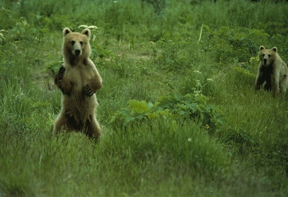 bear, standing, hind legs, looking, ursus middendorffi