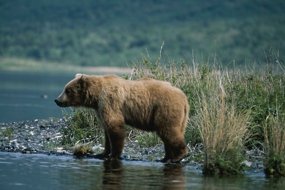 bear, standing, camera, shallows, water