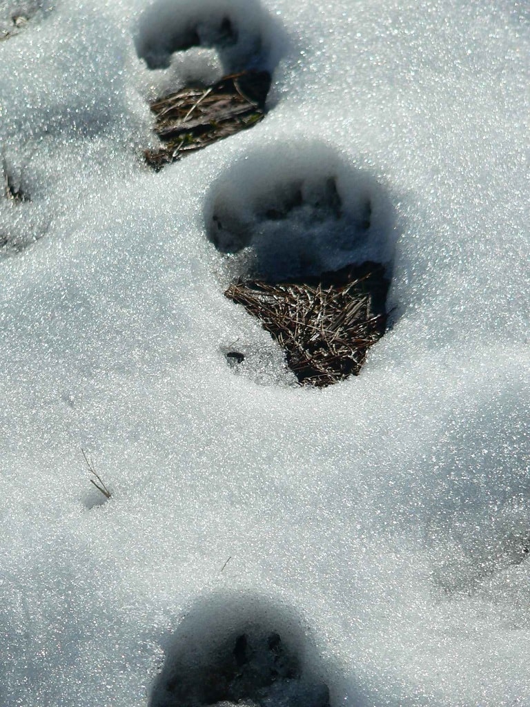 Free picture: bear, tracks, snow