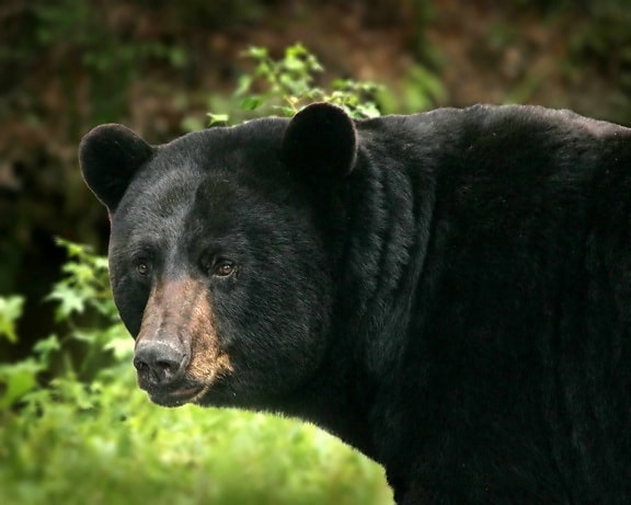 big, black bear, details, ursus Americanus