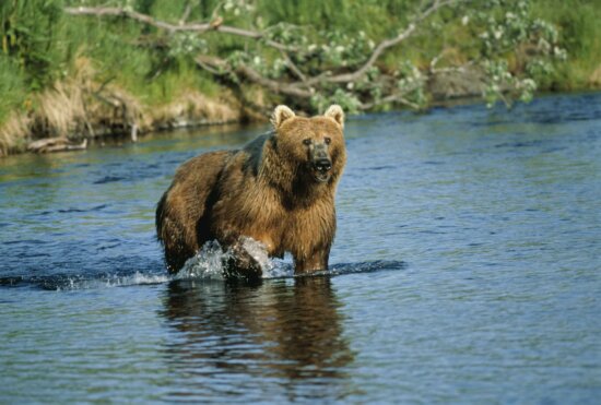 big, brown bear, animal, mammal, ursus middendorffi