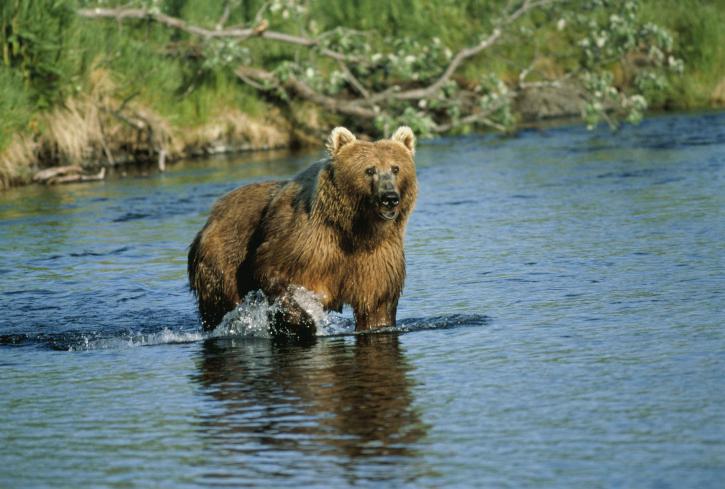 grande, oso marrón, animal, mamífero, middendorffi Ursus