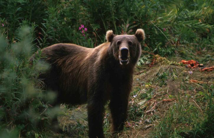 gros ours brun, ursus arctos