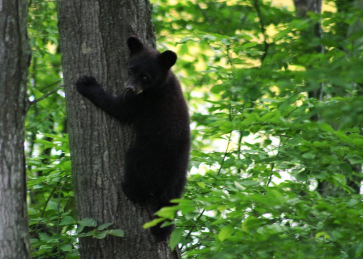 black bear, cub
