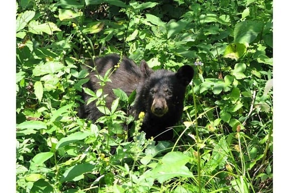 black bear, cub, ursus Americanus, forrest