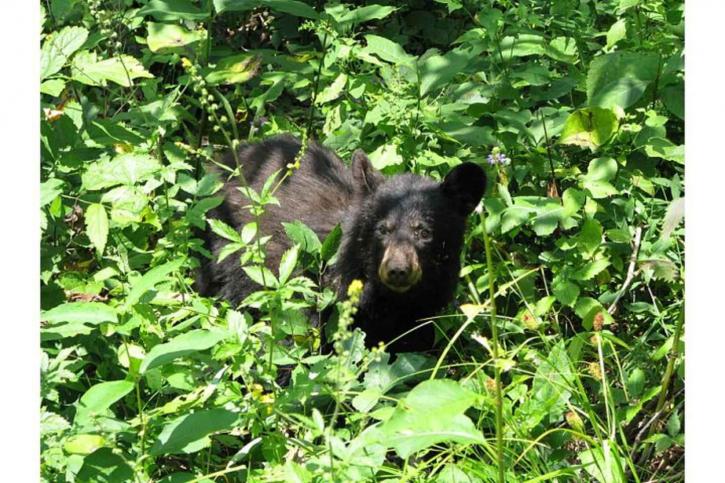 schwarzer Bär, junges, Ursus americanus, Wald