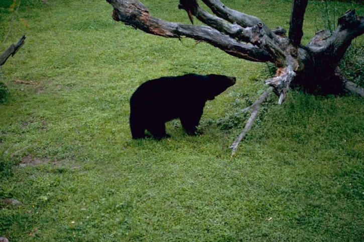 orso nero, in via di estinzione, mammifero, specie