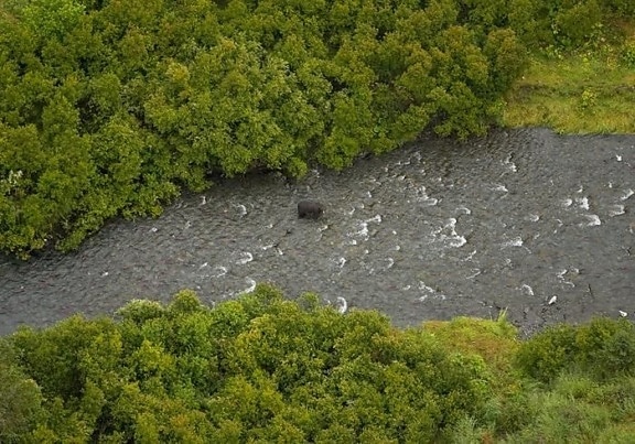 black bear, Russian, river
