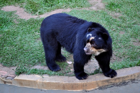 čierny medveď, zoo