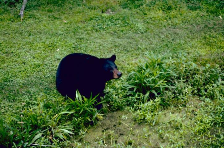 fekete medve, emlős, veszélyeztetett, fémpénz