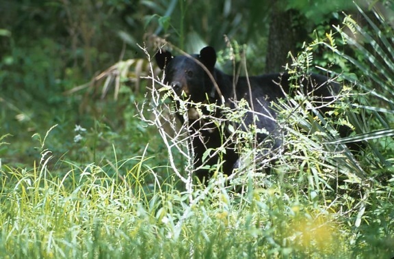 black bear, peering, branches