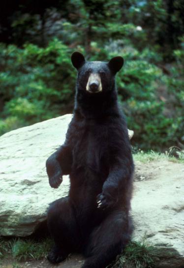 Černý medvěd, sedící, rock