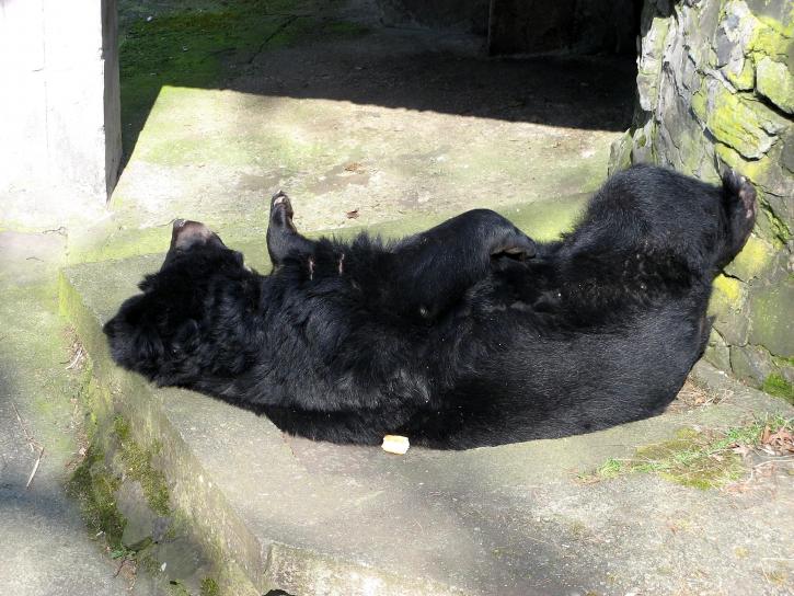 black bear, sleaping