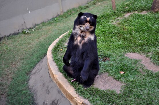 black bear, standing, two legs