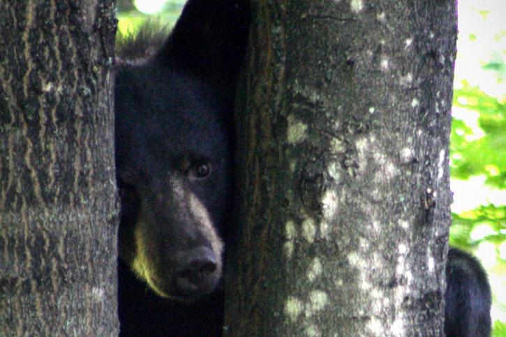 black bear, tree