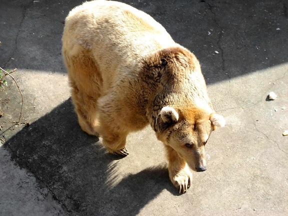 brun bjørn