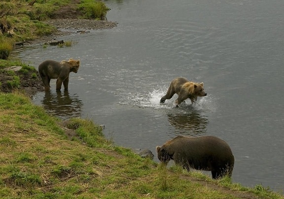 brown bear, two, cubs, stream