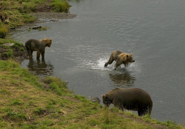 Brunbjørn, to, unger, stream