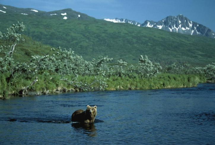 brown bear, animal, water, fishing