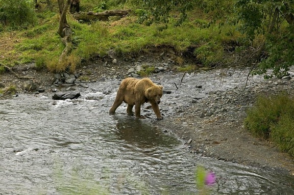brown bear, river, edge