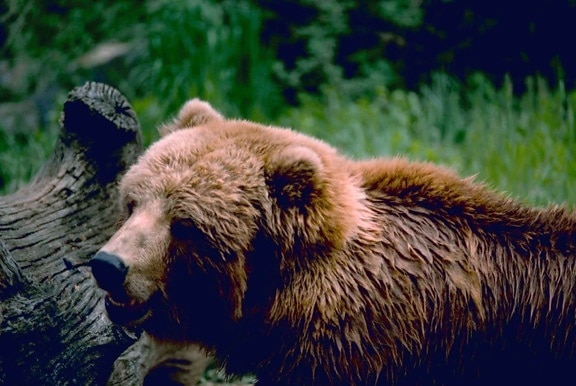 urso marrom, arctos de ursus perto, de cabeça,