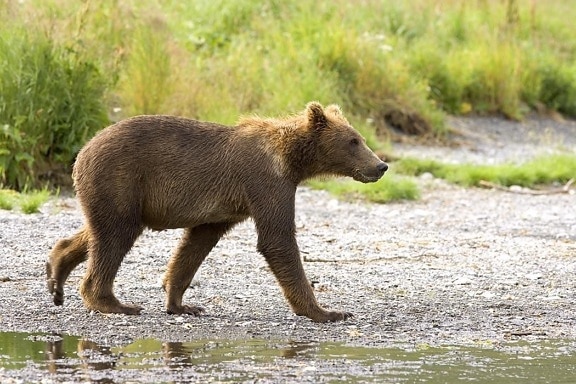 medveď hnedý, cub, biotop