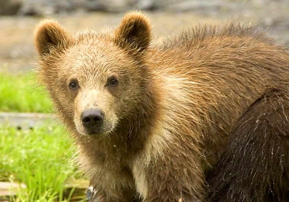 bruine beer, cub, hoofd
