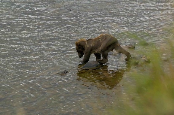 urso marrom, filhote, caminhando, água