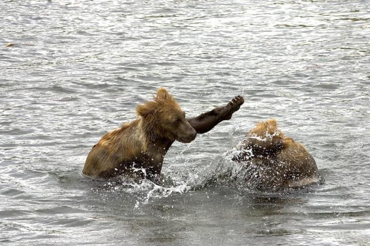 brown bear, cubs, water