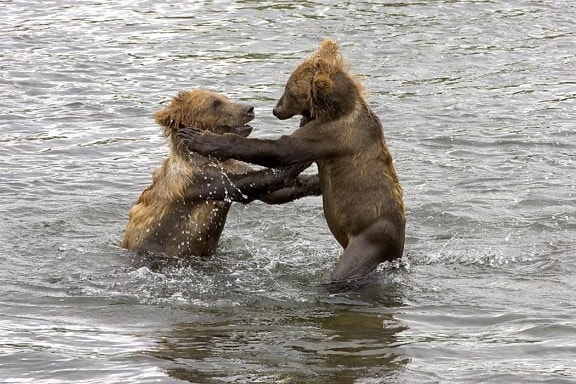 brown bear, cubs, picture