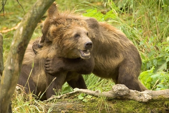 brown bear, cubs, play