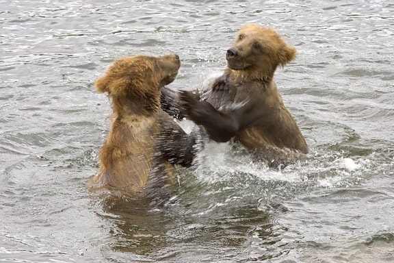 brown bear, cubs, play, water